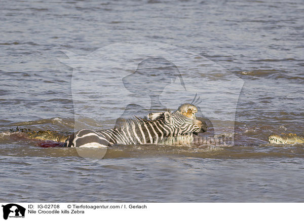 Nile Crocodile kills Zebra / IG-02708