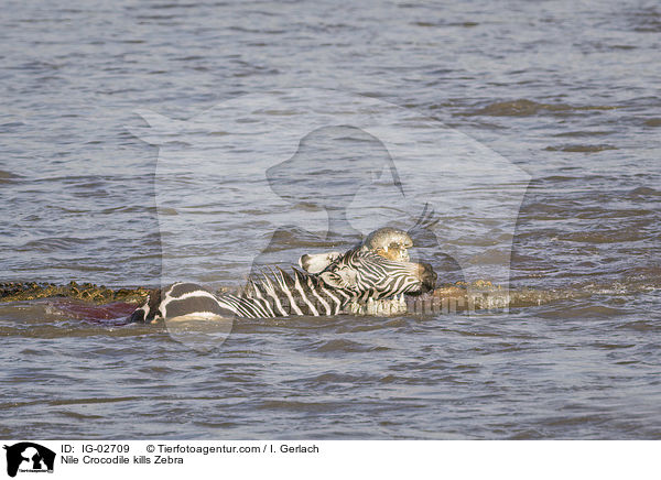 Nile Crocodile kills Zebra / IG-02709