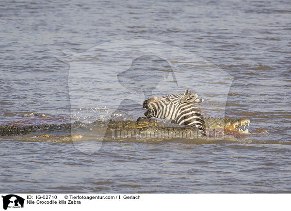 Nilkrokodil ttet Zebra / Nile Crocodile kills Zebra / IG-02710