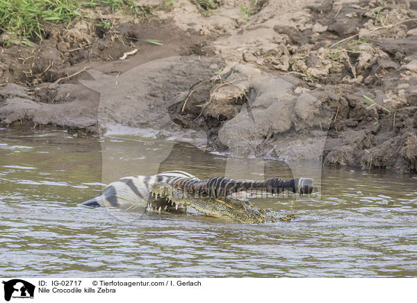 Nile Crocodile kills Zebra / IG-02717