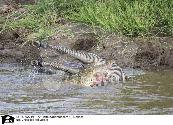 Nilkrokodil ttet Zebra / Nile Crocodile kills Zebra / IG-02719