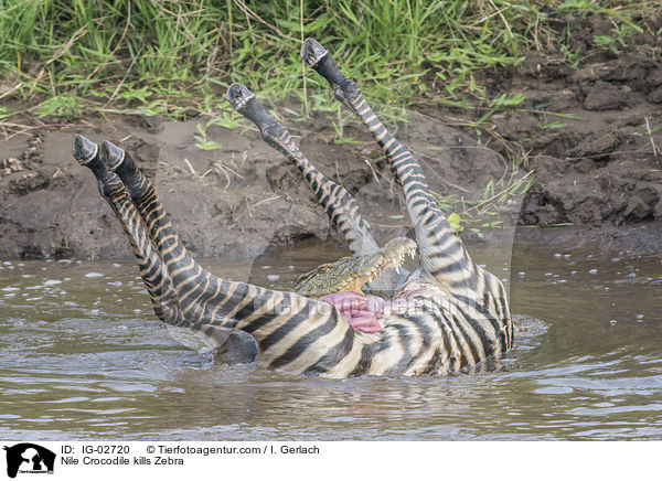 Nilkrokodil ttet Zebra / Nile Crocodile kills Zebra / IG-02720