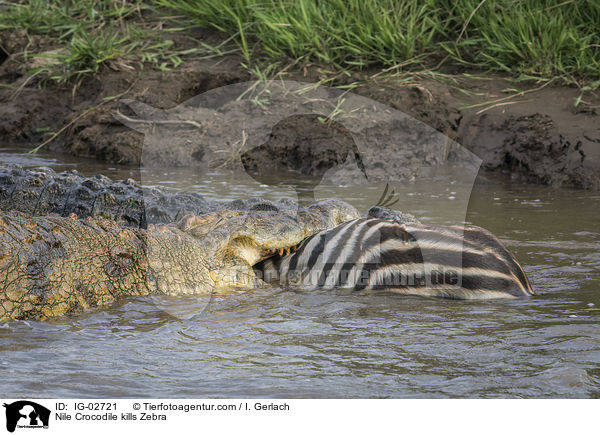 Nilkrokodil ttet Zebra / Nile Crocodile kills Zebra / IG-02721