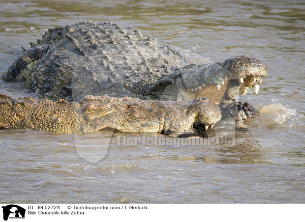 Nilkrokodile tten Zebra / Nile Crocodils kills Zebra / IG-02723