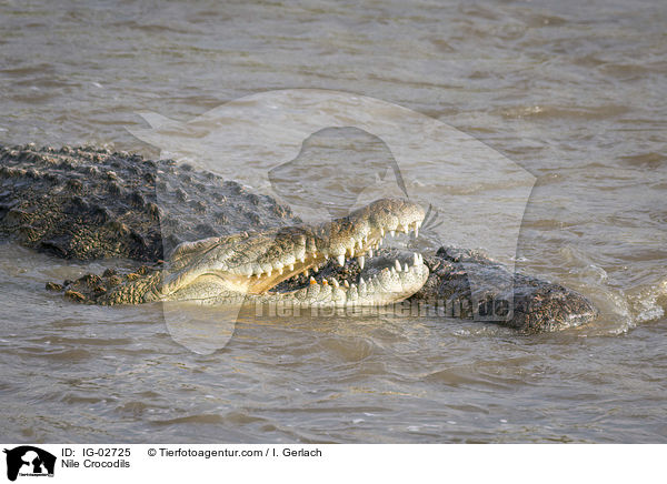 Nilkrokodile / Nile Crocodils / IG-02725