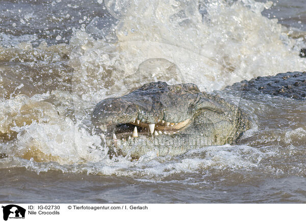 Nile Crocodils / IG-02730