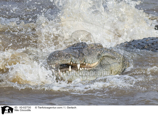 Nilkrokodile / Nile Crocodils / IG-02730