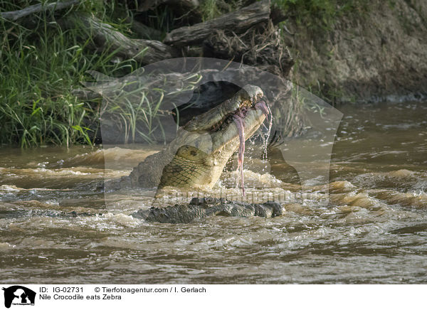 Nile Crocodile eats Zebra / IG-02731