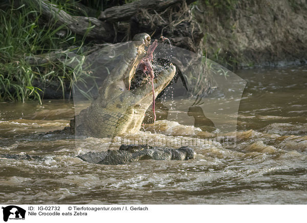 Nilkrokodil frisst Zebra / Nile Crocodile eats Zebra / IG-02732