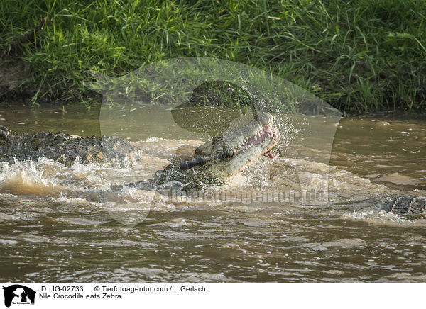 Nile Crocodile eats Zebra / IG-02733