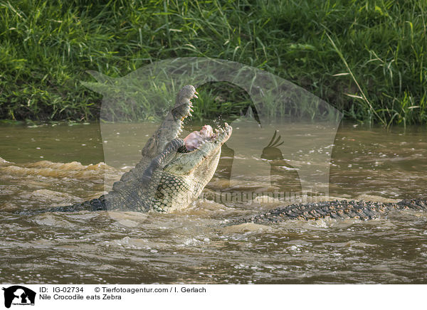 Nilkrokodil frisst Zebra / Nile Crocodile eats Zebra / IG-02734