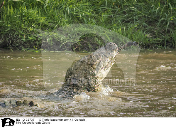 Nilkrokodil frisst Zebra / Nile Crocodile eats Zebra / IG-02737