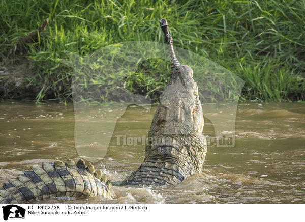Nile Crocodile eats Zebra / IG-02738