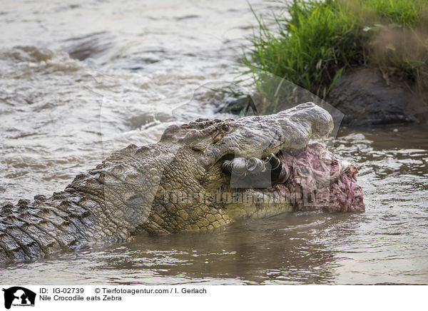 Nilkrokodil frisst Zebra / Nile Crocodile eats Zebra / IG-02739