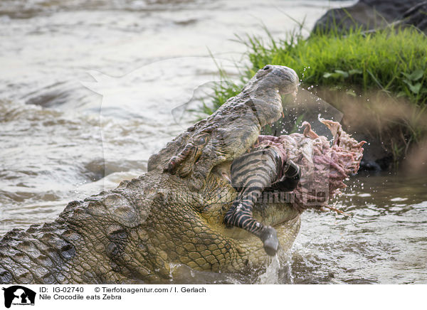 Nile Crocodile eats Zebra / IG-02740