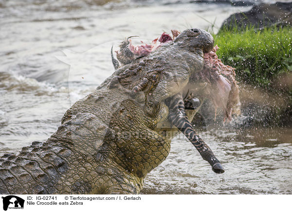 Nilkrokodil frisst Zebra / Nile Crocodile eats Zebra / IG-02741