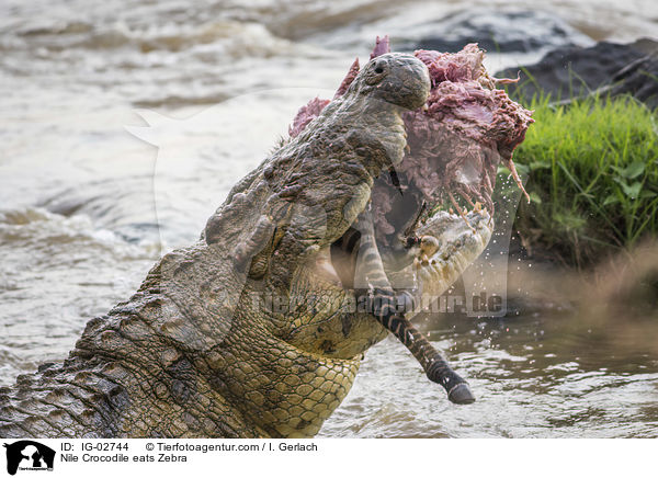 Nile Crocodile eats Zebra / IG-02744