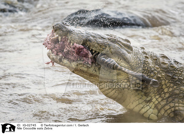 Nile Crocodile eats Zebra / IG-02745