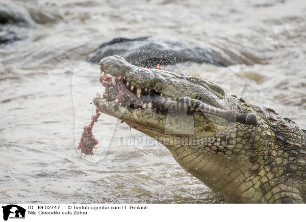 Nile Crocodile eats Zebra / IG-02747