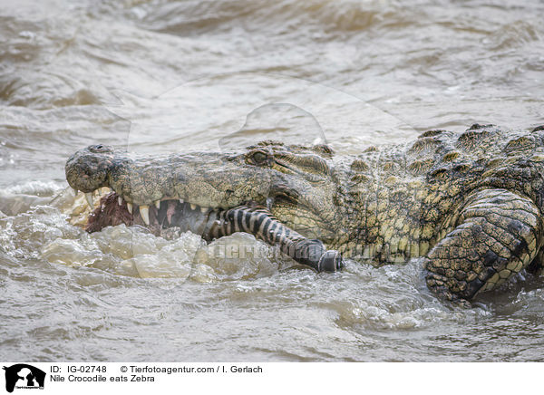 Nile Crocodile eats Zebra / IG-02748
