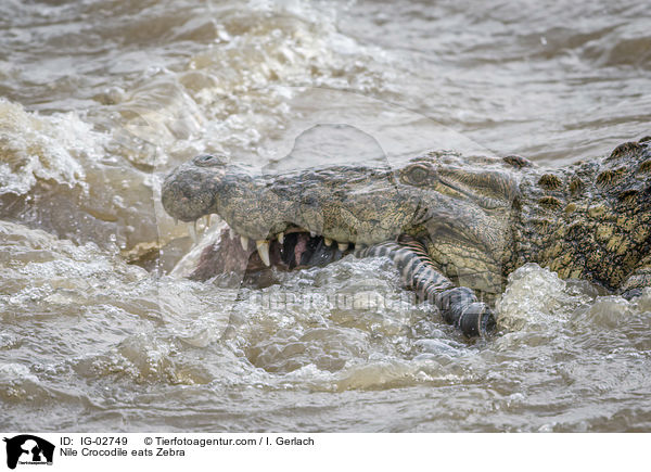 Nile Crocodile eats Zebra / IG-02749