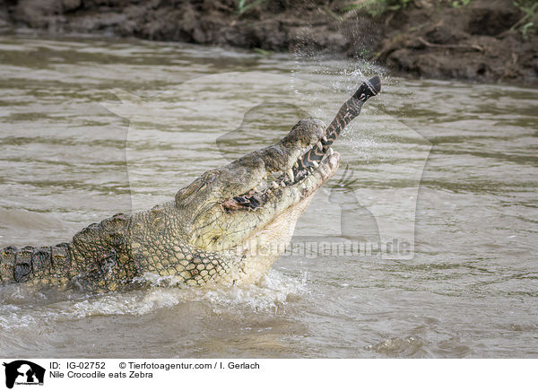 Nilkrokodil frisst Zebra / Nile Crocodile eats Zebra / IG-02752