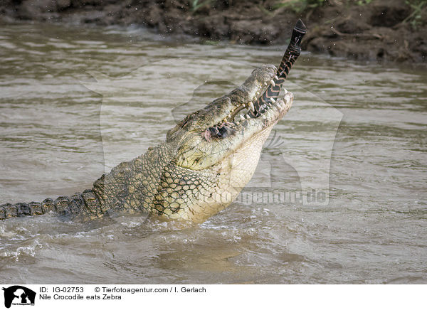 Nile Crocodile eats Zebra / IG-02753