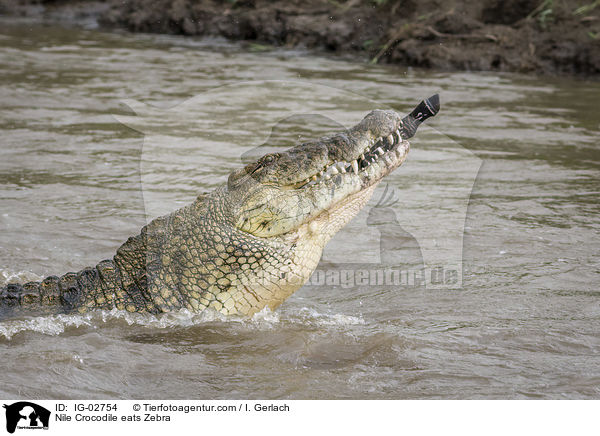 Nile Crocodile eats Zebra / IG-02754