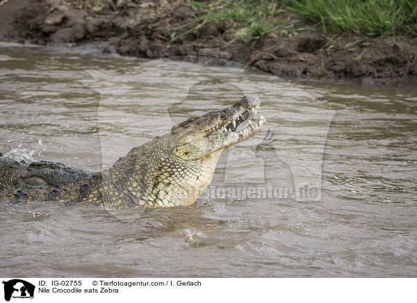 Nilkrokodil frisst Zebra / Nile Crocodile eats Zebra / IG-02755