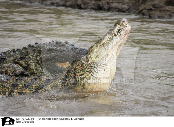 Nilkrokodile / Nile Crocodils / IG-02756