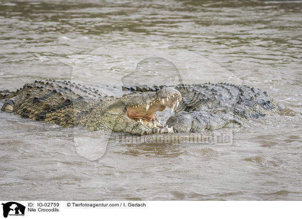 Nilkrokodile / Nile Crocodils / IG-02759