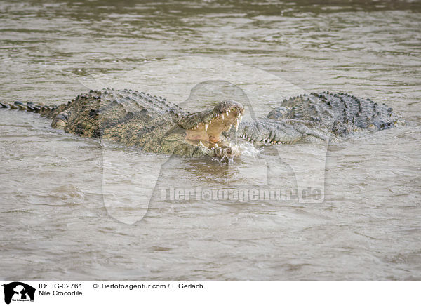 Nilkrokodil / Nile Crocodile / IG-02761