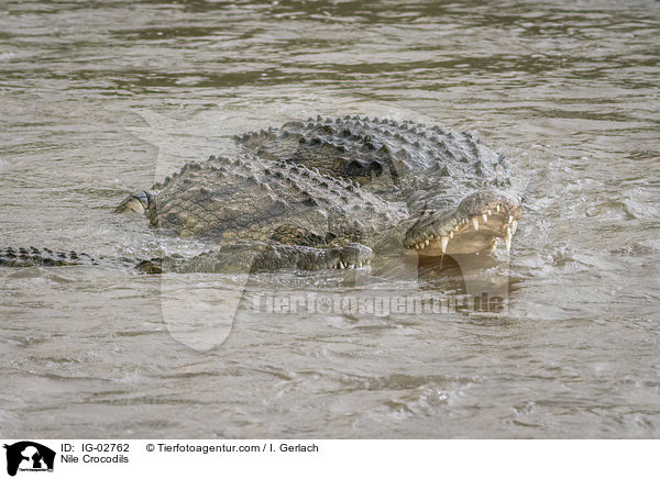 Nilkrokodile / Nile Crocodils / IG-02762