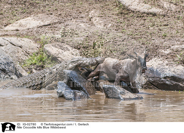 Nile Crocodile kills Blue Wildebeest / IG-02780