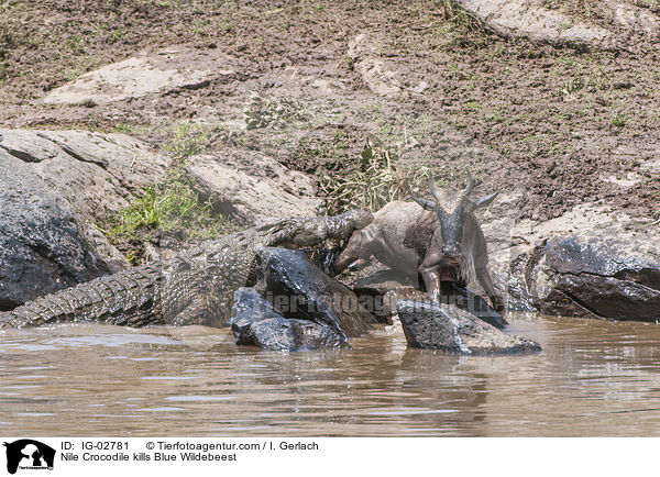 Nilkrokodil ttet Streifengnu / Nile Crocodile kills Blue Wildebeest / IG-02781