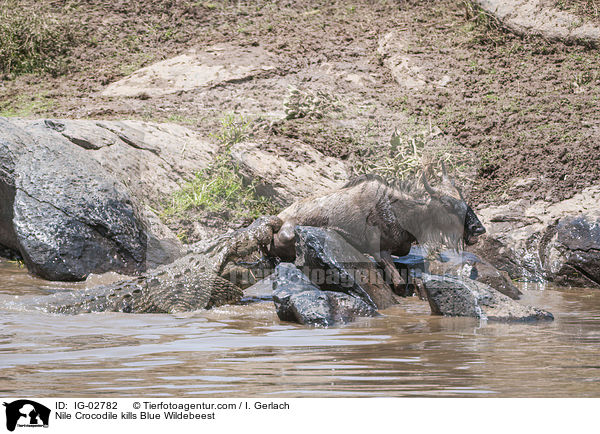 Nilkrokodil ttet Streifengnu / Nile Crocodile kills Blue Wildebeest / IG-02782