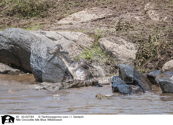 Nilkrokodil ttet Streifengnu / Nile Crocodile kills Blue Wildebeest / IG-02784