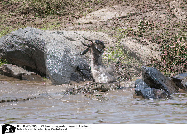 Nilkrokodil ttet Streifengnu / Nile Crocodile kills Blue Wildebeest / IG-02785