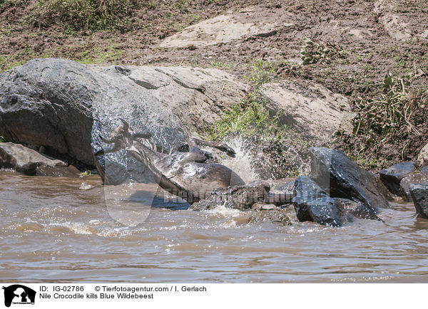 Nilkrokodil ttet Streifengnu / Nile Crocodile kills Blue Wildebeest / IG-02786