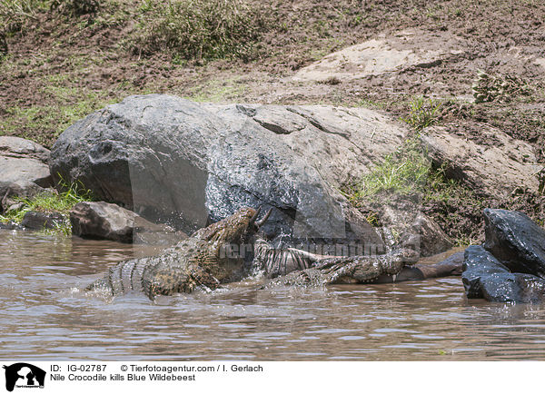 Nilkrokodil ttet Streifengnu / Nile Crocodile kills Blue Wildebeest / IG-02787