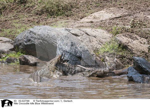 Nilkrokodil ttet Streifengnu / Nile Crocodile kills Blue Wildebeest / IG-02788