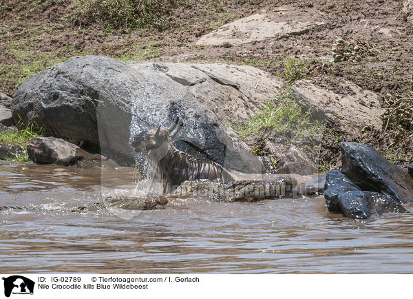Nile Crocodile kills Blue Wildebeest / IG-02789
