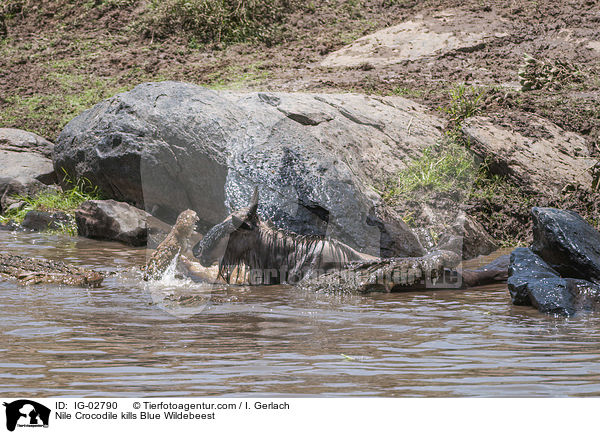 Nile Crocodile kills Blue Wildebeest / IG-02790