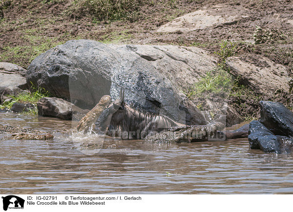 Nile Crocodile kills Blue Wildebeest / IG-02791