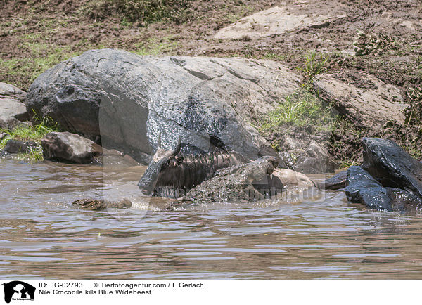 Nilkrokodil ttet Streifengnu / Nile Crocodile kills Blue Wildebeest / IG-02793