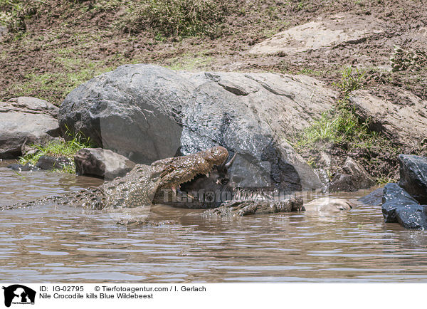 Nile Crocodile kills Blue Wildebeest / IG-02795