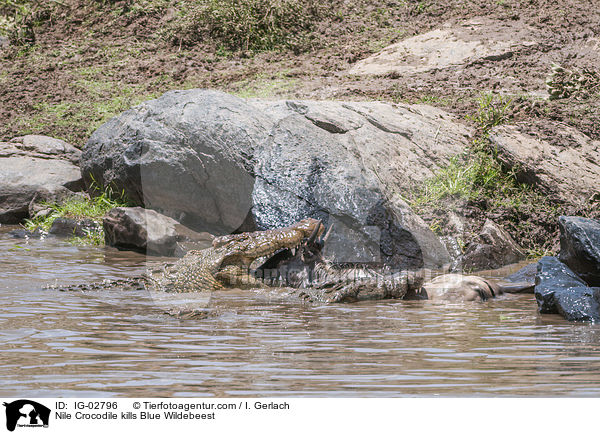 Nilkrokodil ttet Streifengnu / Nile Crocodile kills Blue Wildebeest / IG-02796
