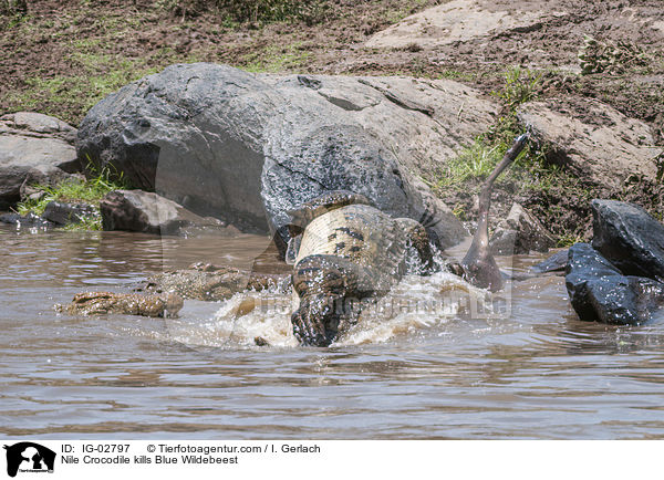 Nilkrokodil ttet Streifengnu / Nile Crocodile kills Blue Wildebeest / IG-02797