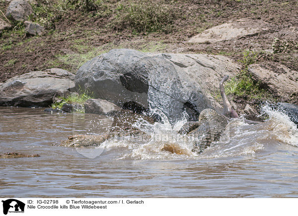 Nile Crocodile kills Blue Wildebeest / IG-02798