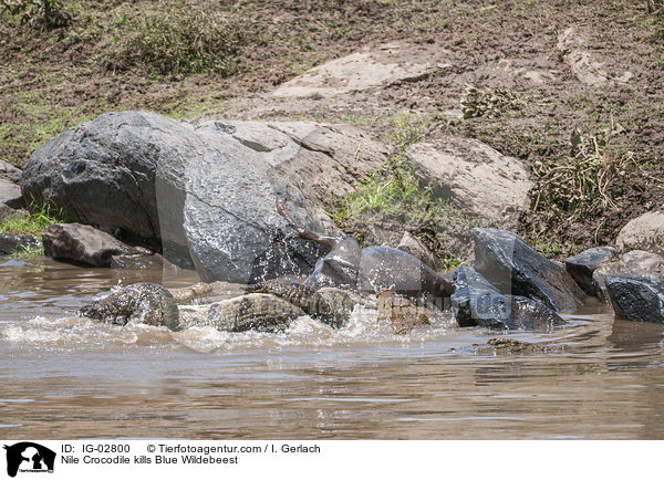 Nile Crocodile kills Blue Wildebeest / IG-02800